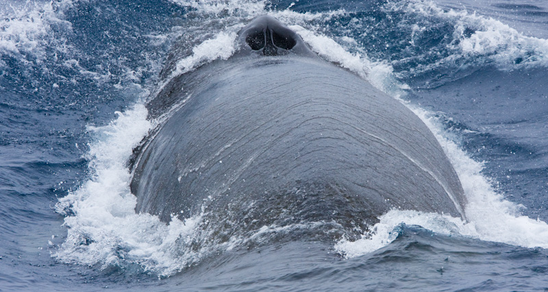 Fin Whale